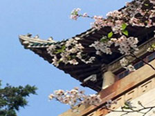 武漢大學櫻花
